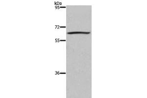Western Blot analysis of 293T cell using DUSP8 Polyclonal Antibody at dilution of 1:200 (DUSP8 Antikörper)