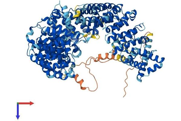 Importin 8 Protein (IPO8) (AA 1-1037) (His tag)