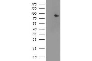 Image no. 2 for anti-Signal Transducer and Activator of Transcription 4 (STAT4) antibody (ABIN1501174) (STAT4 Antikörper)