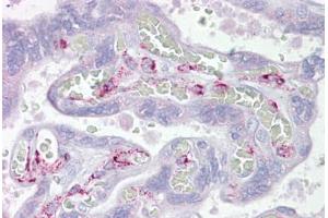 Anti-ING3 antibody IHC staining of human placenta. (ING3 Antikörper  (AA 36-85))