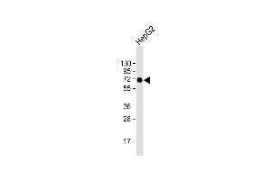 Anti-AFP Antibody at 1:500 dilution + HepG2 whole cell lysate Lysates/proteins at 20 μg per lane. (alpha Fetoprotein Antikörper  (AA 281-609))