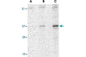 Western blot analysis of UNG in C2C12 cell lysate with UNG polyclonal antibody  at (A) 0. (UNG Antikörper  (N-Term))