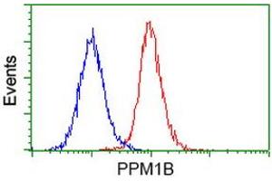 Image no. 3 for anti-Protein Phosphatase, Mg2+/Mn2+ Dependent, 1B (PPM1B) antibody (ABIN1500375) (PPM1B Antikörper)