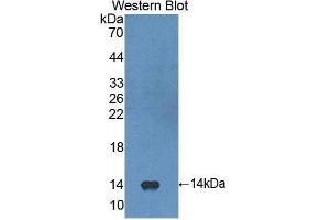Western Blotting (WB) image for anti-Fibroblast Growth Factor 23 (FGF23) (AA 79-160) antibody (ABIN3207962) (FGF23 Antikörper  (AA 79-160))