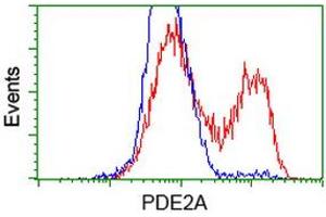 HEK293T cells transfected with either RC207219 overexpress plasmid (Red) or empty vector control plasmid (Blue) were immunostained by anti-PDE2A antibody (ABIN2454178), and then analyzed by flow cytometry. (PDE2A Antikörper)