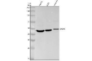 Western blot analysis of Wnt2b using anti-Wnt2b antibody (ABIN7606719).