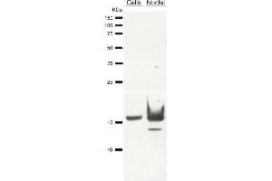Western Blotting (WB) image for anti-Histone 3 (H3) antibody (ABIN619545) (Histone 3 Antikörper)