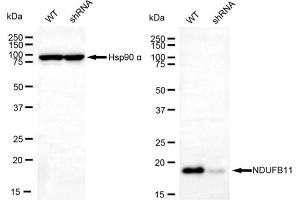 anti-NADH Dehydrogenase (Ubiquinone) 1 beta Subcomplex, 11, 17.3kDa (NDUFB11) antibody