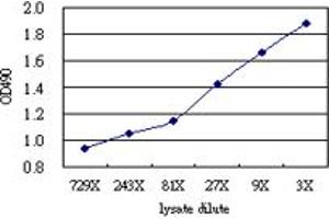 Sandwich ELISA detection sensitivity ranging from approximately 729x to 3x dilution of the EPB41 293T overexpression lysate (non-denatured).