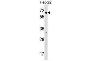 NR2C1 Antibody (C-term) western blot analysis in HepG2 cell line lysates (3µg/lane). (NR2C1 Antikörper  (C-Term))