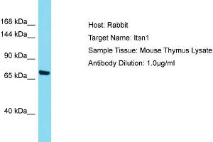 Host: Rabbit Target Name: ITSN1 Sample Tissue: Mouse Thymus Antibody Dilution: 1ug/ml (ITSN1 Antikörper  (Middle Region))