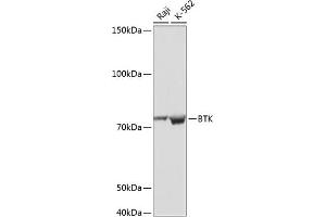 BTK Antikörper