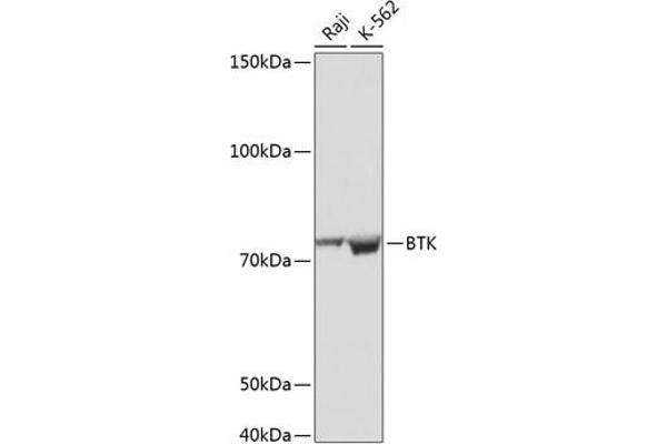 BTK Antikörper