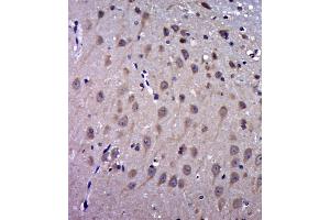 Paraformaldehyde-fixed, paraffin embedded rat brain, Antigen retrieval by boiling in sodium citrate buffer (pH6. (FAM3C Antikörper  (AA 151-227))