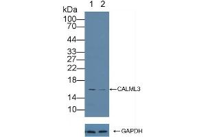 anti-Calmodulin Like Protein 3 (CALML3) (AA 1-149) antibody