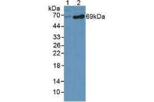 Western blot analysis of (1) Human HepG2 Cells and (2) Human HeLa cells. (DBH Antikörper  (AA 335-571))