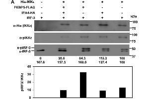 IFI44 decreases the kinase activity of IKKβ and IKKε. (IKKi/IKKe Antikörper  (pThr501))