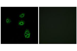Immunofluorescence analysis of A549 cells, using OR2B2 antibody. (OR2B2 Antikörper  (Internal Region))