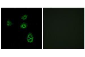 Immunofluorescence analysis of A549 cells, using OR2B2 antibody. (OR2B2 Antikörper  (Internal Region))