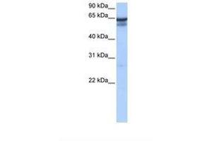 Image no. 1 for anti-Regulatory Factor X 5 (RFX5) (C-Term) antibody (ABIN6737810) (RFX5 Antikörper  (C-Term))