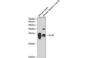 Western blot analysis of extracts of various cell lines, using TCAP antibody (ABIN6132746, ABIN6148918, ABIN6148920 and ABIN6217615) at 1:1000 dilution. (TCAP Antikörper  (AA 1-167))