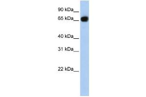 Western Blotting (WB) image for anti-Solute Carrier Family 37 Member 1 (SLC37A1) antibody (ABIN2458801) (SLC37A1 Antikörper)