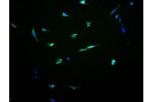 Immunofluorescence staining of NIH/3T3 cells with ABIN7162167 at 1:100, counter-stained with DAPI. (OR13C8 Antikörper  (AA 260-274))