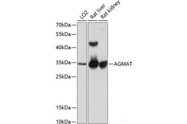 AGMAT 抗体