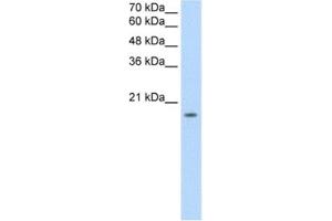 Western Blotting (WB) image for anti-Sphingosine-1-Phosphate Receptor 5 (S1PR5) antibody (ABIN2462615) (S1PR5 Antikörper)