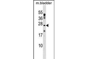PTP4A1 Antibody (C-term) (ABIN1536716 and ABIN2848589) western blot analysis in mouse bladder tissue lysates (35 μg/lane). (PTP4A1 Antikörper  (C-Term))