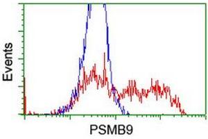 HEK293T cells transfected with either RC209001 overexpress plasmid (Red) or empty vector control plasmid (Blue) were immunostained by anti-PSMB9 antibody (ABIN2455621), and then analyzed by flow cytometry. (PSMB9 Antikörper  (AA 21-219))