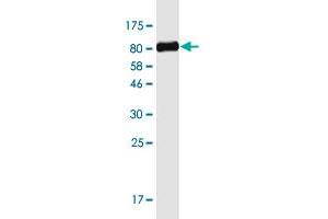 Western Blotting (WB) image for anti-Transcription Factor EB (TFEB) (AA 1-476) antibody (ABIN563503)