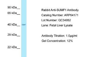 Western Blotting (WB) image for anti-Sulfatase Modifying Factor 1 (SUMF1) (C-Term) antibody (ABIN2789755) (SUMF1 Antikörper  (C-Term))