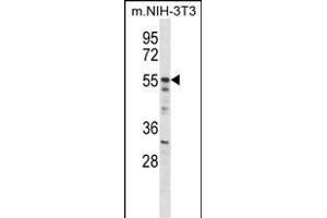 Mouse Akt2 Antibody (N-term) (ABIN657827 and ABIN2846794) western blot analysis in mouse NIH-3T3 cell line lysates (35 μg/lane).
