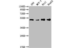 Western Blot Positive WB detected in: 293 whole cell lysate, MCF-7 whole cell lysate, Raji whole cell lysate, HepG2 whole cell lysate All lanes: PABPN1 antibody at 1:2000 Secondary Goat polyclonal to rabbit IgG at 1/50000 dilution Predicted band size: 33, 32, 38 kDa Observed band size: 50 kDa (Rekombinanter PABPN1 Antikörper)