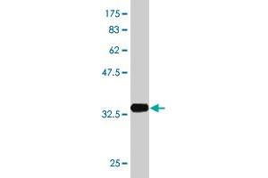 Western Blotting (WB) image for anti-Ribosomal Protein S5 (RPS5) (AA 106-204) antibody (ABIN519884)