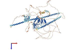 PPP1R13B Protein (AA 1-1087) (His tag)