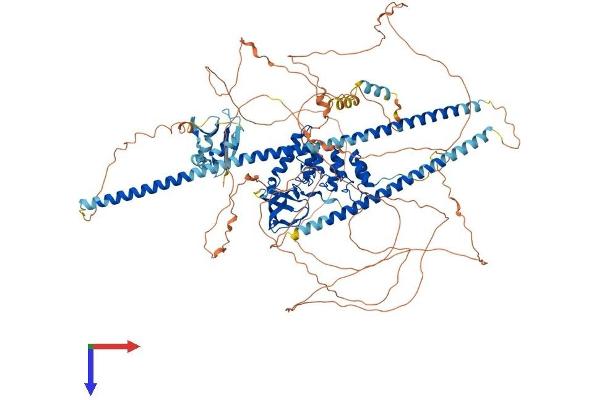 PPP1R13B Protein (AA 1-1087) (His tag)