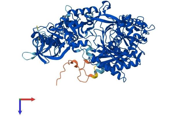 AGO2 Protein (AA 1-860) (His tag)