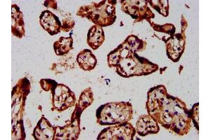IHC image of ABIN7152986 diluted at 1:800 and staining in paraffin-embedded human placenta tissue performed on a Leica BondTM system.