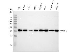 Western blot analysis of Ubiquitin D using anti-Ubiquitin D antibody (ABIN7606626).