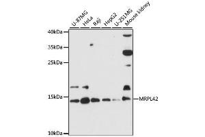 Western blot analysis of extracts of various cell lines, using MRPL42 antibody. (MRPL42 Antikörper  (AA 1-142))