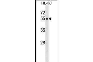 UBE1C Antibody  (ABIN387909 and ABIN2844296) western blot analysis in HL-60 cell line lysates (35 μg/lane).