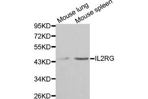 Western blot analysis of extracts of mouse lung and mouse spleen tissues, using IL2RG antibody.