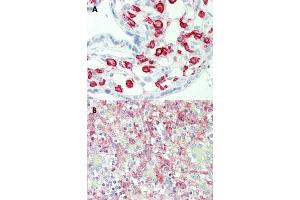 Immunohistochemical staining (Formalin-fixed paraffin-embedded sections) of human placenta (A) and human spleen (B) with FCGR2A monoclonal antibody, clone 13D7 . (FCGR2A Antikörper)