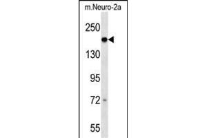 Mouse Dcc Antibody (C-term) (ABIN1536718 and ABIN2838237) western blot analysis in mouse Neuro-2a cell line lysates (35 μg/lane).