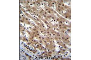 PNN Antibody immunohistochemistry analysis in formalin fixed and paraffin embedded human liver tissue followed by peroxidase conjugation of the secondary antibody and DAB staining. (PNN Antikörper  (AA 209-239))