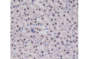 IHC-P analysis of liver tissue, with DAB staining. (CUBN Antikörper  (AA 3511-3623))