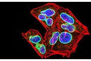 Immunocytochemistry (ICC) image for anti-Lamin B2 (LMNB2) (AA 401-600) antibody (ABIN5870700) (Lamin B2 Antikörper  (AA 401-600))