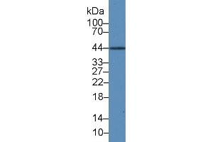 Western Blot; Sample: Rat Liver lysate; Primary Ab: 3µg/ml Mouse Anti-Human IL19 Antibody Second Ab: 0. (IL-19 Antikörper  (AA 25-177))